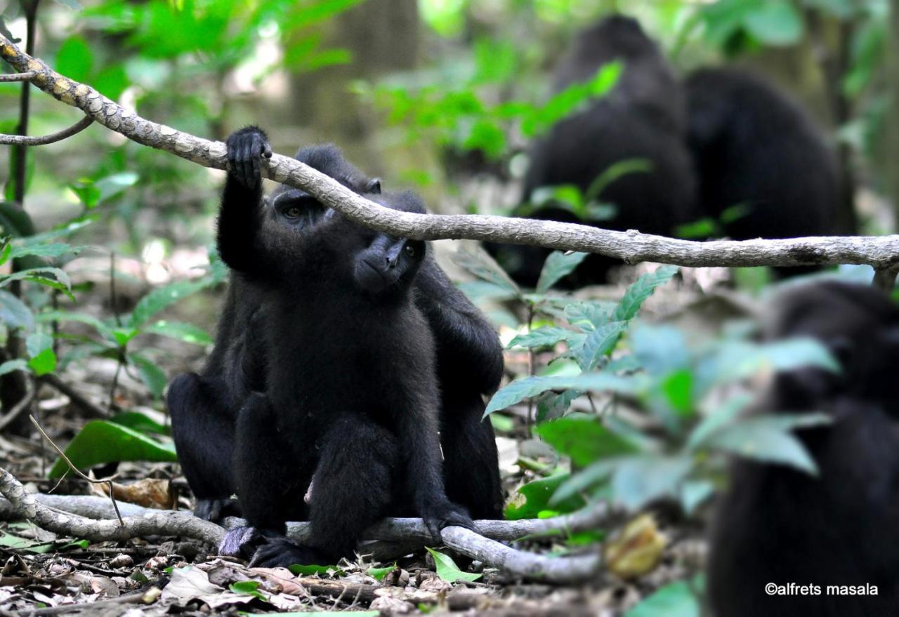 Tangkoko Ranger Homestay Bitung Екстер'єр фото